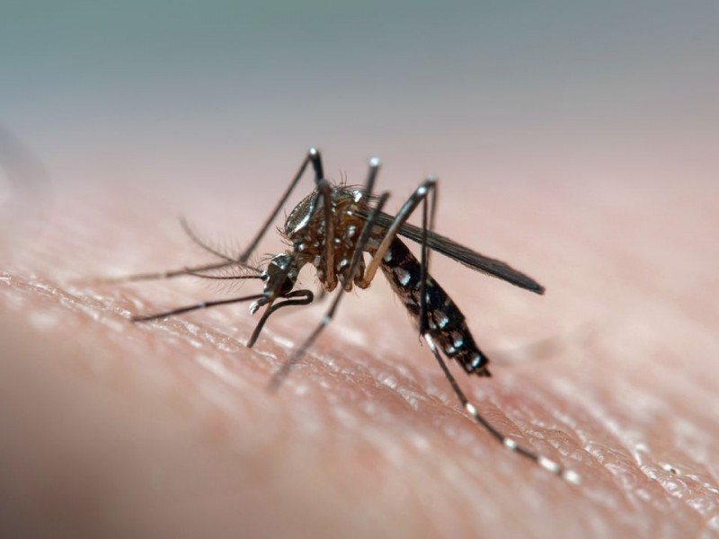 5 dicas infalveis para combater o mosquito Aedes Aegypti