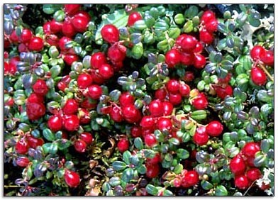 Cranberry, a Fruta que protege o Sistema Urinrio