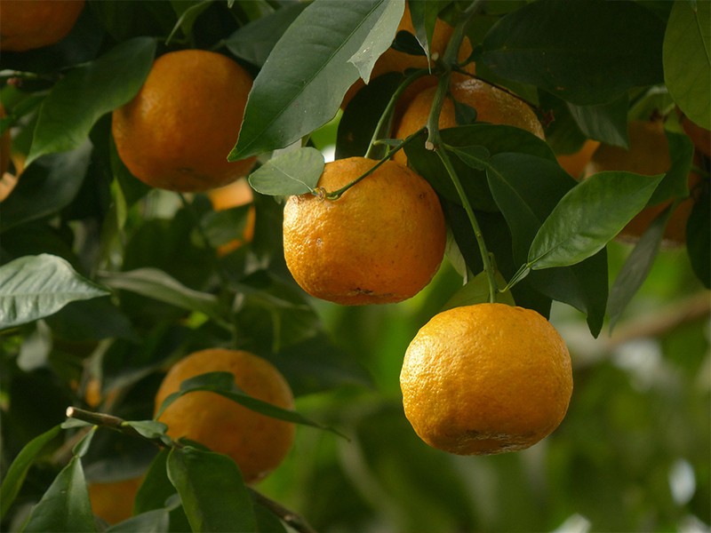 Laranja Amarga (Citrus aurantium) - 60 cpsulas 500 mg extrato seco