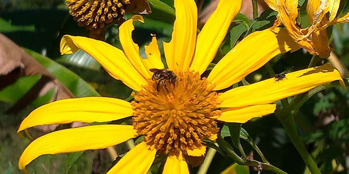 Margaridao titonia nome cientifico flor embrapa