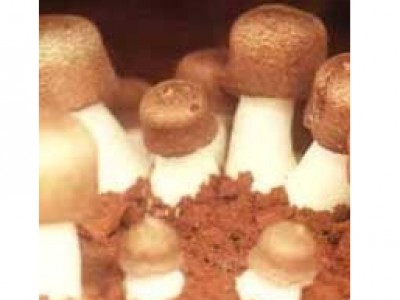 LIVE - Condições Ambientais para Produzir Cogumelo Medicinal Agaricus  blazei 