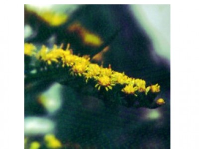 Arnica Silvestre (Floral Saint Germain) - Soluo Oral (manipulado e diludo para pronto uso) 30mL