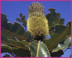 Banksia Robur - Soluo Oral (manipulado e diludo para pronto uso) 30mL