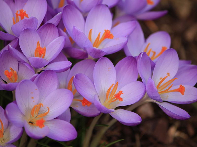 Crocus sativus/Aafro verdadeiro - Kit com 60 cpsulas Crocus sativus E.S. 88mg + 90 cps 300mg Cscara/Sene/Carqueja/Maracuj