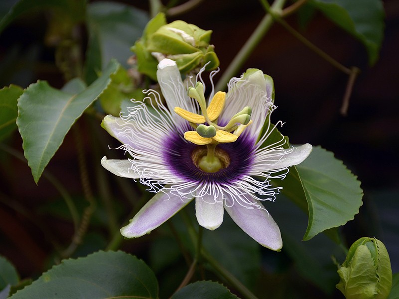 Maracuj (Passiflora) - Maracuj (folha) Orgnico 30g Kampo de Ervas